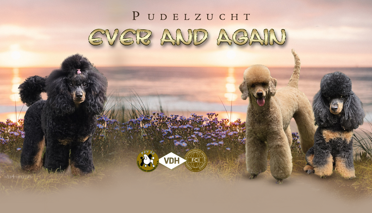 Pudelzucht Ever and Again | FCI – VDH – PZV e.V.